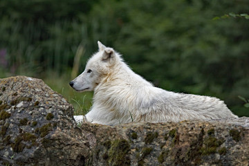 Auf Felsen ruhender Polarwolf