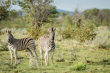 Two Zebras starring at the camera.