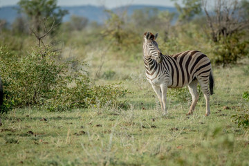 Fototapeta na wymiar Side profile of a Zebra in Etosha.