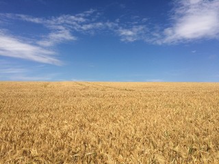 Getreidefeld unter blauem Himmel