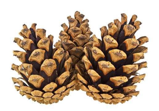 Close-up of three natural pine cones isolated on a white background
