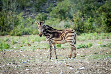 Fototapeta na wymiar Zebra looking at the camera in Etosha.