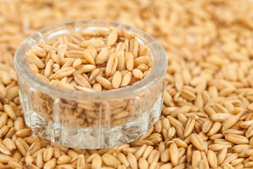Oat (Avena sativa) grains into a small glass container