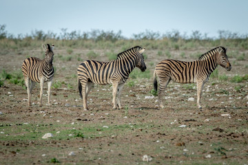 Fototapeta na wymiar Herd of Zebras standing in the grass.