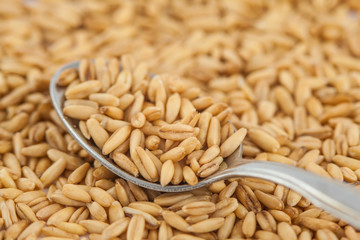 Spoonful of oat (Avena sativa) grains