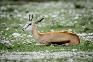 Springbok laying in the grass in Etosha.