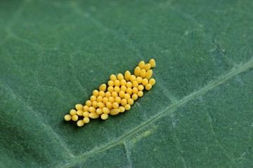 Fototapeta premium Gelege des Großen Kohlweißlings (Pieris brassicae) an Kapuzinerkresse (Tropaeolum majus) 