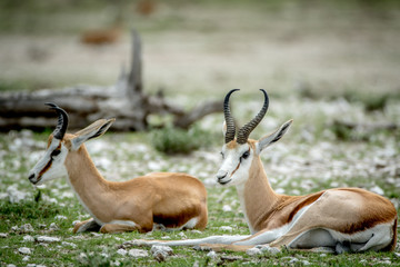 Two Springboks laying in the grass.