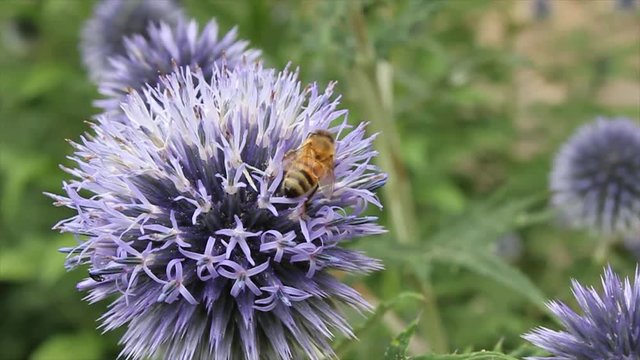 Abeille sur un chardon