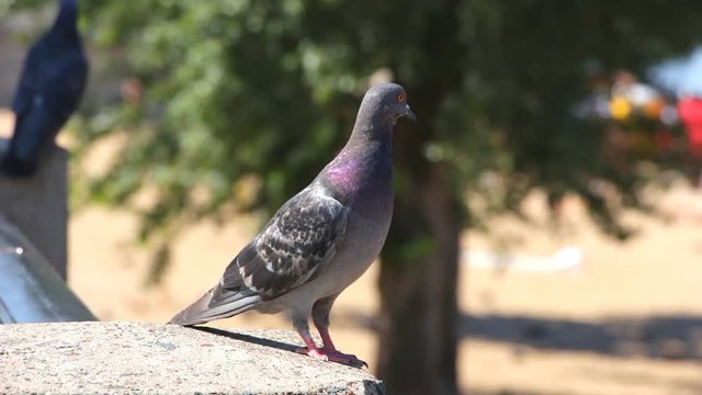 Two gray wild pigeons sit on a granite parapet. Pigeons are posing in front of the camera