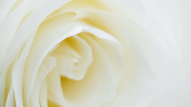petals of a white rose bud in macro