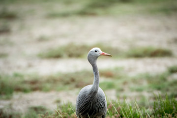 Close up of a Blue crane in Etosha.