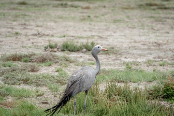 Blue crane walking in the grass.