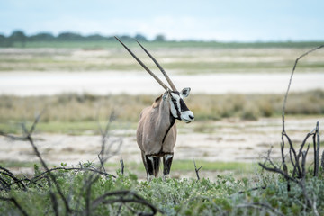 Gemsbok starring at the camera.