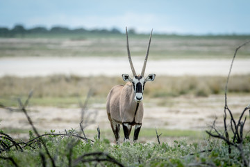 Gemsbok starring at the camera.