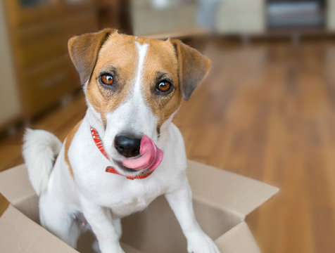 Parcel jack hotsell russel