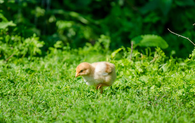 Cute small baby brown yellow chick pecking in the garden on a sunny spring day in a close view with...