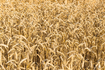 Wheat field