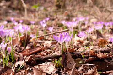 Violet flower on a dead leaves bed in a forest in Fribourg, Switzerland