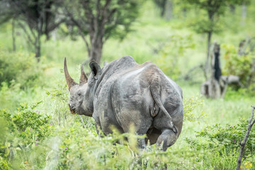 Black rhino from behind in the high grass.