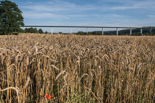 Kornfeld mit Mintarder Br&uuml;cke