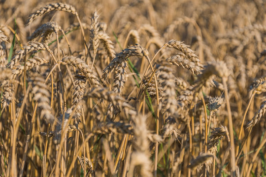 Kornfeld