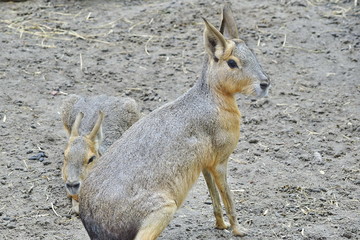 Patagonian Rabbit Sitting