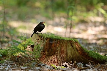 Black bird resting on the tree stump in the woods