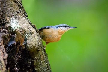 Sitta europaea
