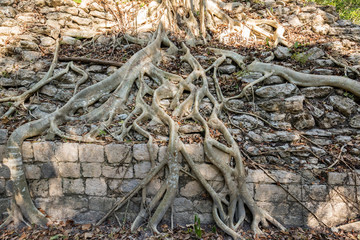 Roots Growing over Ruins