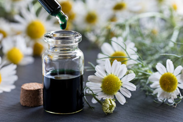 A bottle of chamomile essential oil with fresh chamomile flowers