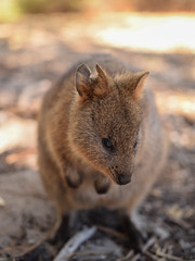 Rottnest Quaokka