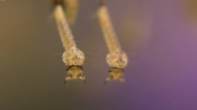 mosquito larvae and Pupa