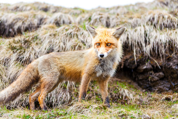 Red Fox. Fox. hitch-hike Fox. Fox on the road