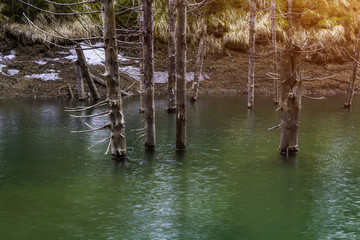 mountain lake. forest lake. Trees in Lake. trees in a lake with reflection.