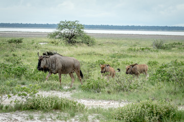 Fototapeta na wymiar Group of Blue wildebeests walking in the grass.