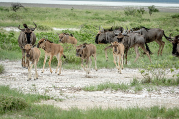 Naklejka na ściany i meble Group of Blue wildebeests walking in the grass.