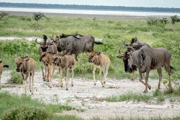 Naklejka na ściany i meble Group of Blue wildebeests walking in the grass.