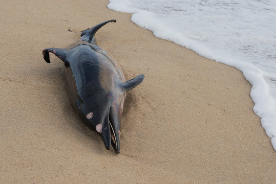 Dead dolphin fish at sandy beach, pollution