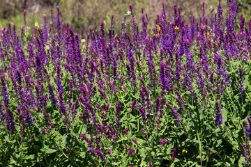 Obraz premium Wild purple salvia flowers on the meadow