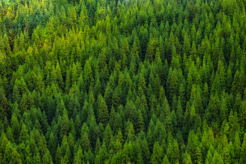 Aerial view of green tropical pine forest panorama