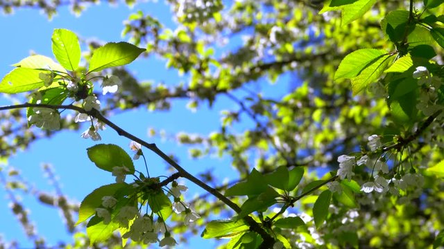 4K Green Leaves and White Cherry Blossoms, Blue Sky Slow Motion Close Up