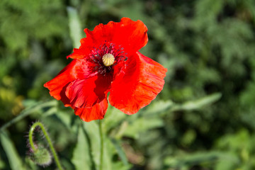 Obraz premium Red poppy flower on the meadow