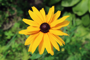 Rudbeckia 'Gloriosa Double Gold' large yellow flower with brown center