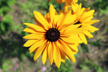 Rudbeckia 'Gloriosa Double Gold' large yellow flower with brown center