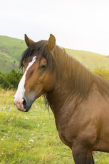 Obraz premium Beautiful horse on the green mountain top. Green mountain landscape.