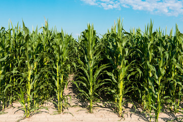 Field with corn