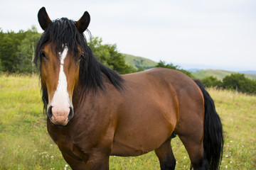 Beautiful horse on the green mountain top. Green mountain landscape.