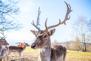 Spotted fallow deer. Fawn deer portrait. young deer. Buck Deer portrait horns.