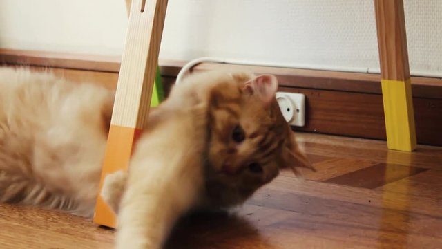 Chat roux jouant